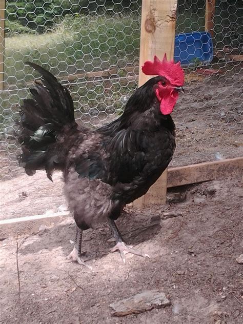 My Black Australorp Rooster Rooster Cogburn Backyard Chickens