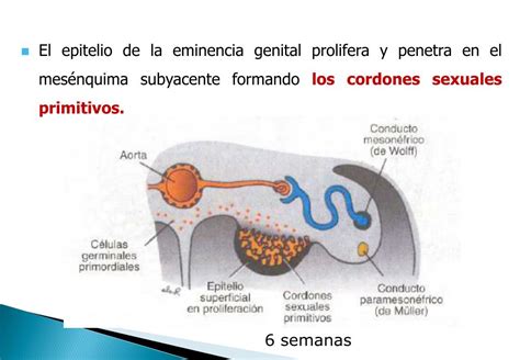 Ppt Embriología Sistema Urogenital Powerpoint Presentation Free Download Id2242990