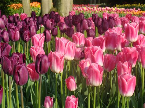 Tulipa Single Late Purple Lady Ruigrok Flowerbulbs