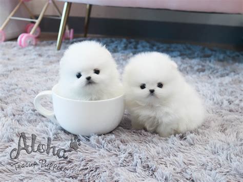 Teacup Pomsky Puppies