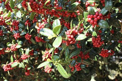 Ilex cornuta 'Burfordii' (Burford Chinese Holly, Burford Holly) | North ...