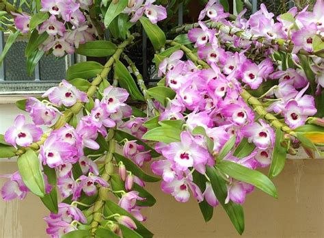 Orqu Dea Dendrobium Nobile Cuidados Cantinho Verde Horta E Jardim