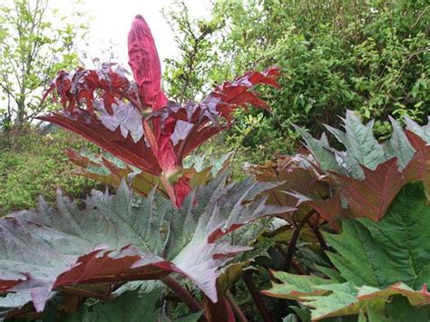 Rheum Palmatum Atrosanguineum Vancouver Island Grows