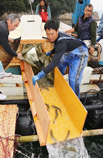 赤穂民報｜「ご当地サーモン」坂越で養殖チャレンジ