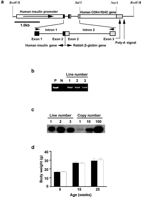 Transgene construct and expression. a. The transgene construct used in ... 