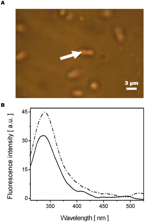 Transmission Image Of Enterobacter Aerogenes Ea289 Bacteria White Download Scientific