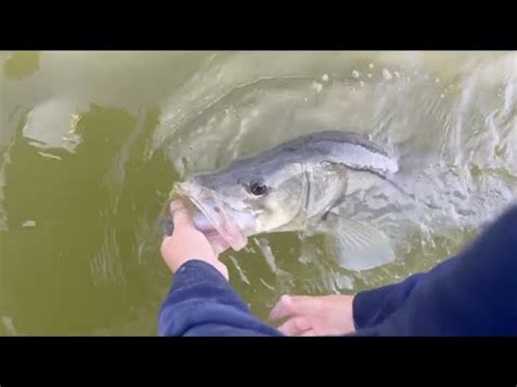 Fishing Big Live Baits For Big Snook YouTube