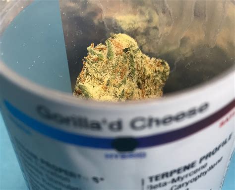 Review Gorilla D Cheese By Revolution Illinois News Joint