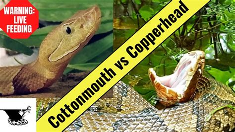 Cottonmouth Vs Copperhead The Snake Showdown Youtube