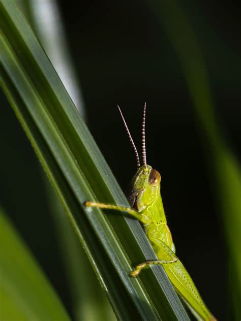 Green Grasshopper on Green Leaf Plant · Free Stock Photo