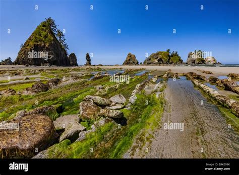 Low Tide Exposes Parallel Rock Ridges At Shi Shi Beach And Point Of