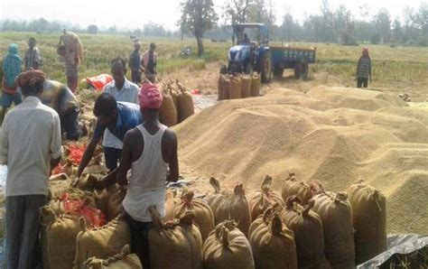 Paddy Procurement Crosses Two Crore Metric Tonne In Ongoing Kharif