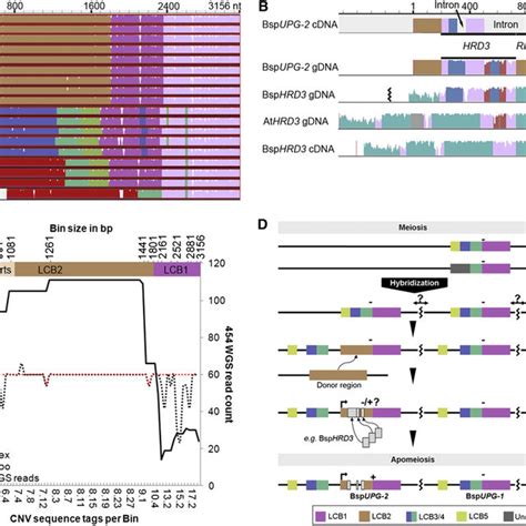 Figure S5 Rapid Amplification Of CDNA 3 And 5 Ends Of The Candidate