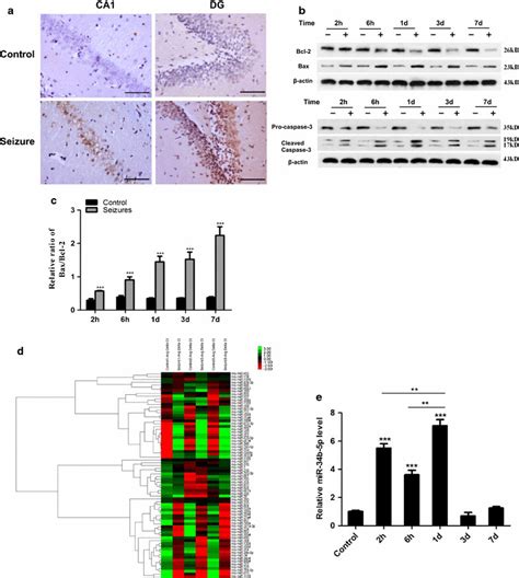 Cell Apoptosis And Mir B P Expression Induced In Rat Hippocampus