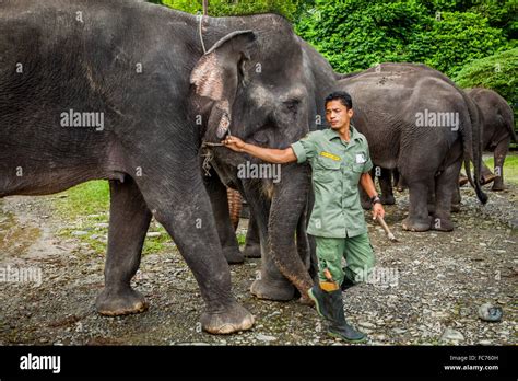 Ranger Y Elefantes De Sumatra Elephas Maximus Sumatranus Ssp En El Parque Nacional De Gunung