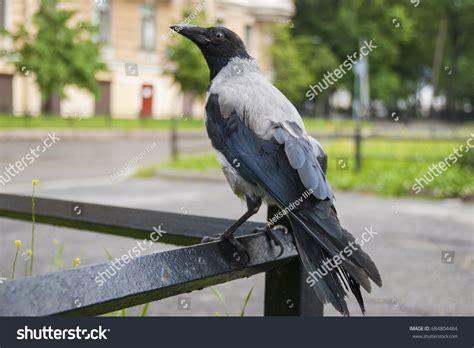 Raven Crow Portrait Urban Environment Stock Photo (Edit Now) 684804484