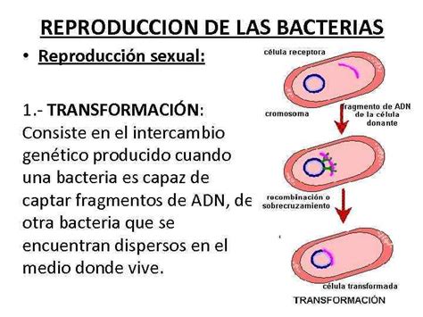 Bacterias Bacterias Las Bacterias Son Organismos