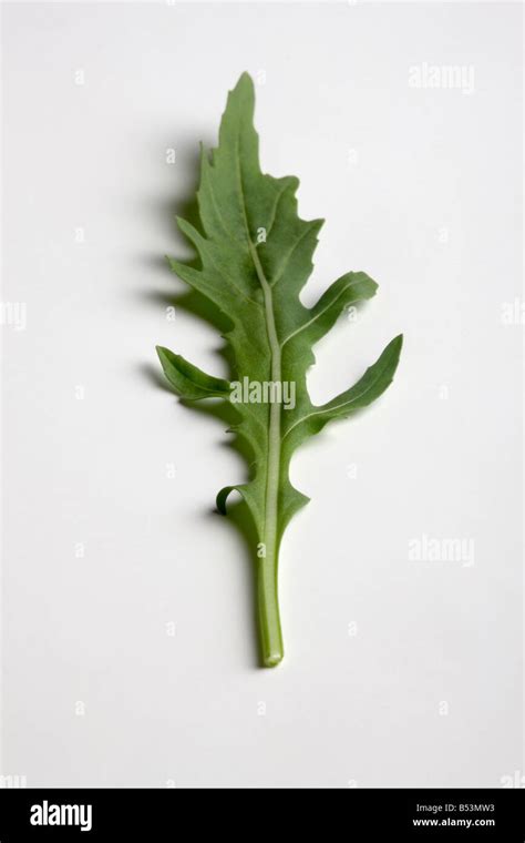 Wild Rocket Leaf Stock Photo - Alamy