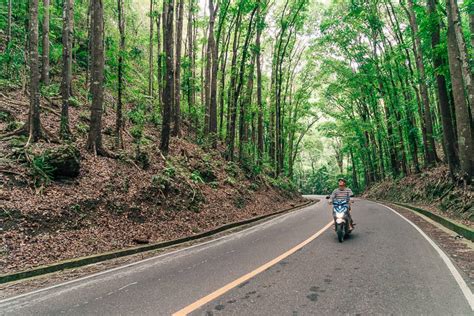 Man Made Forest Bohol, Philippines - Visitor's Guide