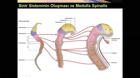 Medulla Spinalis Yüksel AYDAR - YouTube