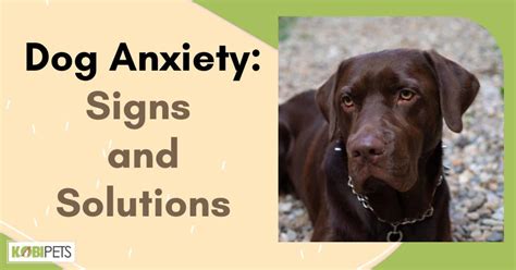 Dog Anxiety: Signs and Solutions - Kobi Pets