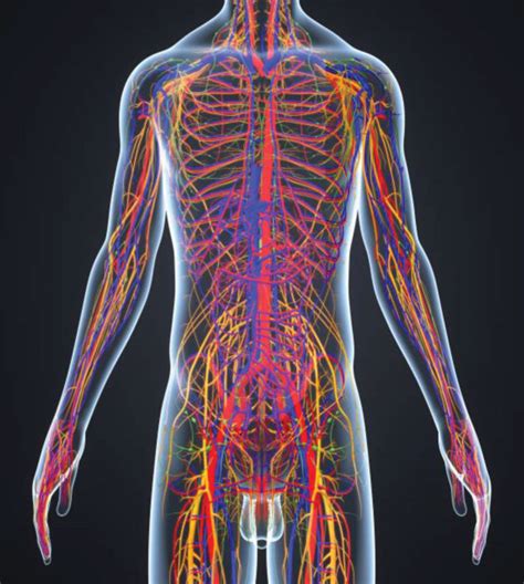 How Does The Heart Cardiovascular System Work RST SANEXAS