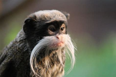 Emperor Tamarin Monkey On Branch White Mustache Stock Photo Image Of