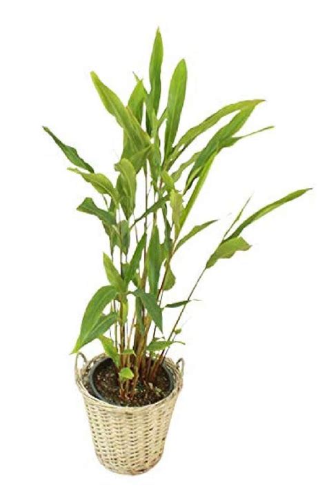 Cardamom Plantelaichi Outdoor Plants Plantshopme