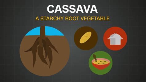 Cassava One Of Africas Most Important Staple Crops Cnn Video