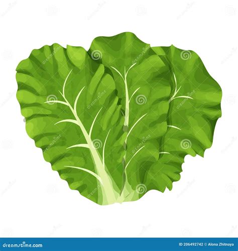 Romain Salad Composition Of Leaves Colorful And Detailed Drawing