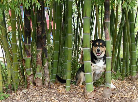 Phyllostachys edulis 'Jaquith' Moso | Bamboo Garden