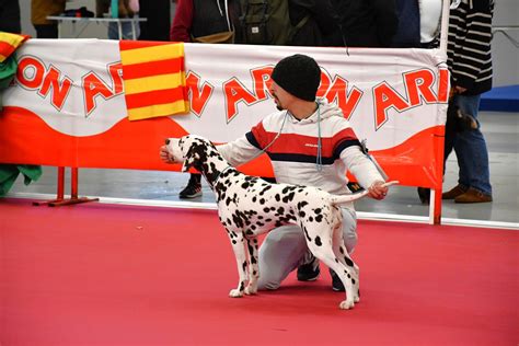 Vila Real Re Ne A Los Mejores Ejemplares Caninos En El Iv Concurso