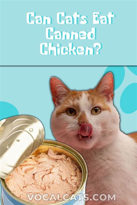 Can Cats Eat Canned Chicken Facts And Guidelines