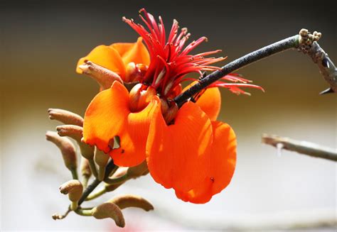 Flor De Mulungu Erythrina Velutina Vale Da Neblina Pb Flickr