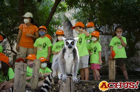 Bioparc Valencia Abre Las Inscripciones De La Escuela De Vacaciones