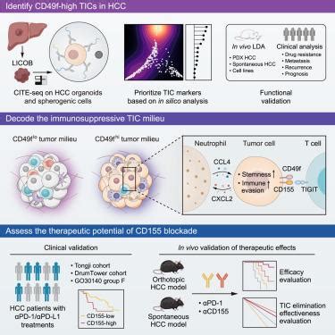 Targeting The Immune Privilege Of Tumor Initiating Cells To Enhance