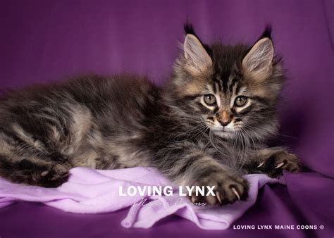 beautiful fluffy maine coon maine coon kittens  sale texas posh
