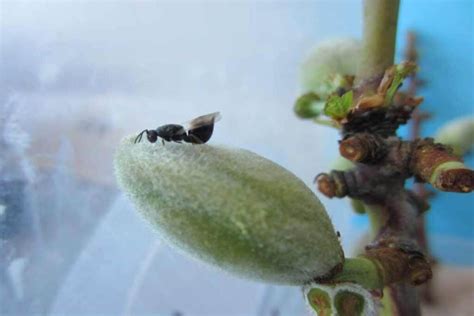 Avispilla Del Almendro Qu Es S Ntomas Y Tratamiento