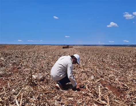 Argentina Retraso En Siembra De Soja Y Maíz Por La Sequía Dejaría