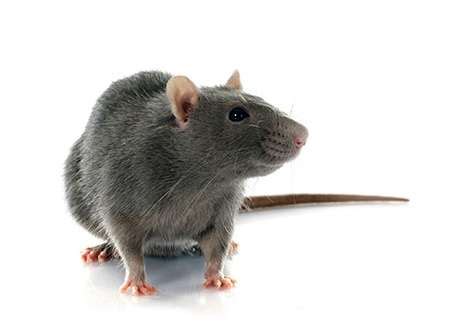 Rodent Pest Control And Exterminators Lloyd Pest Control