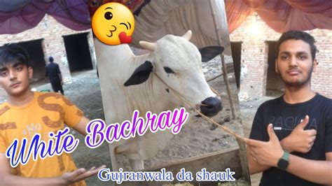 Bachray Mandi Ma White Bachray White Cattles In New Farm