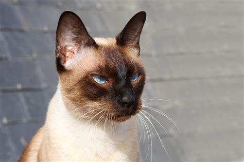 Chocolate Siamese Cats