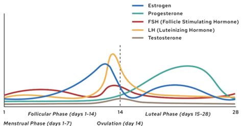 Bio Menstrual Cycle And Sex Determination Flashcards Quizlet