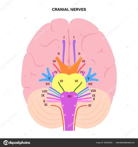 Cranial Nerves Vector Illustration Labeled Diagram With Brain Sections