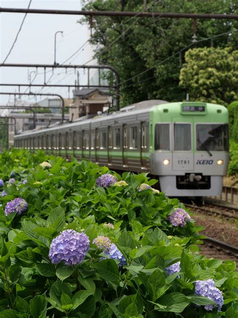 井の頭線、紫陽花が咲く 線路を行く