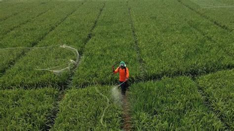 Smart Farming Dukung Regenerasi Petani Koran Jakarta