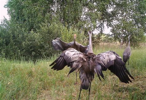 Animals of Chernobyl: welcome to the wildlife paradise in a nuclear ...