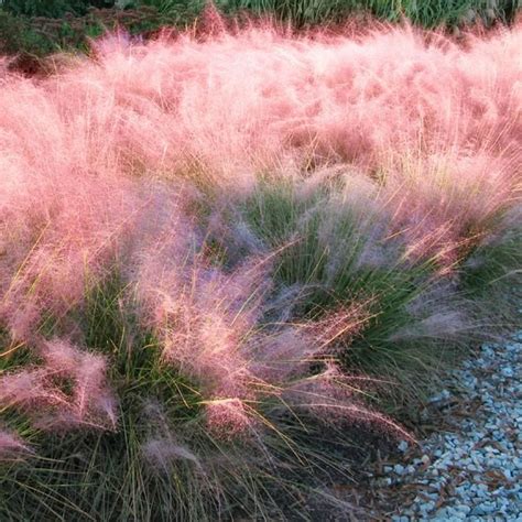 Pink Muhly Grass Trees To Plant Plants Pink Grass