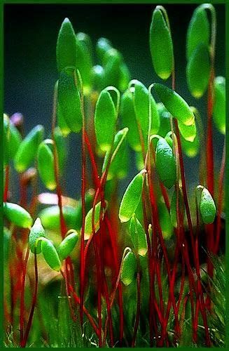 Some Green Plants With Red Stems Growing Out Of Them