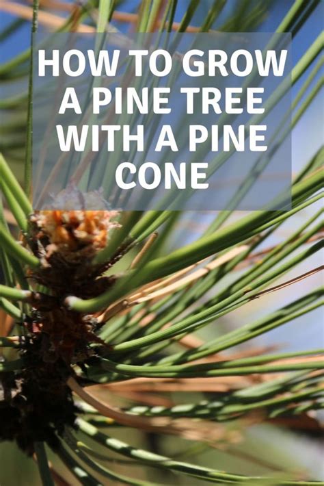 How To Grow A Pine Tree With A Pine Cone Garden Super Power